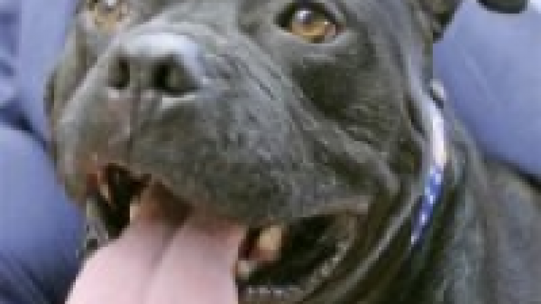 Dogfighting Undercover